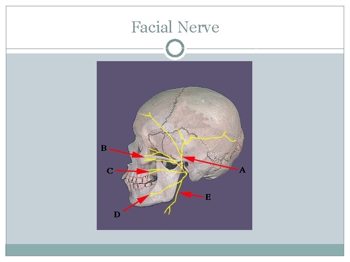 Facial Nerve 