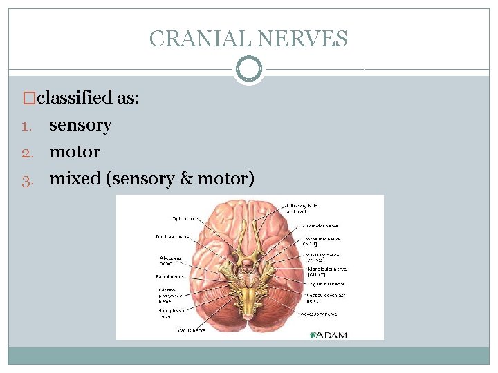 CRANIAL NERVES �classified as: sensory 2. motor 3. mixed (sensory & motor) 1. 