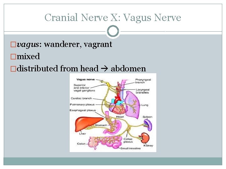 Cranial Nerve X: Vagus Nerve �vagus: wanderer, vagrant �mixed �distributed from head abdomen 