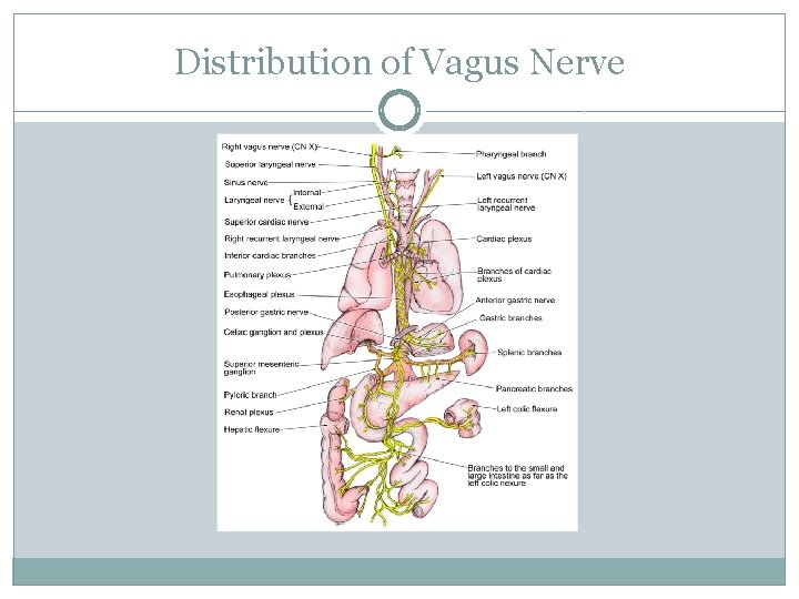 Distribution of Vagus Nerve 