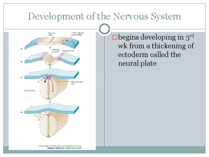 Development of the Nervous System �begins developing in 3 rd wk from a thickening