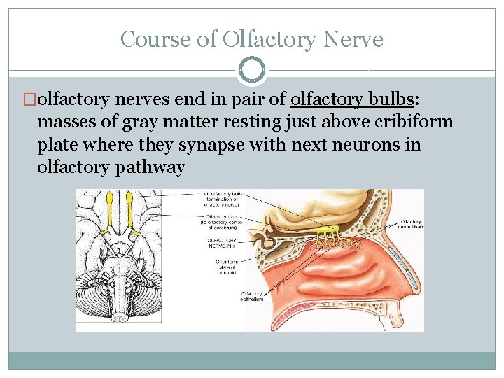 Course of Olfactory Nerve �olfactory nerves end in pair of olfactory bulbs: masses of