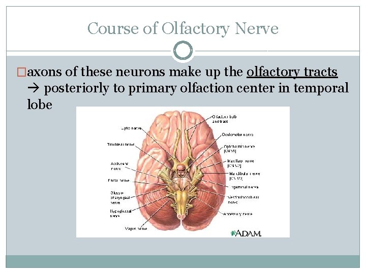 Course of Olfactory Nerve �axons of these neurons make up the olfactory tracts posteriorly