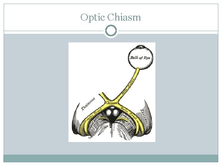 Optic Chiasm 