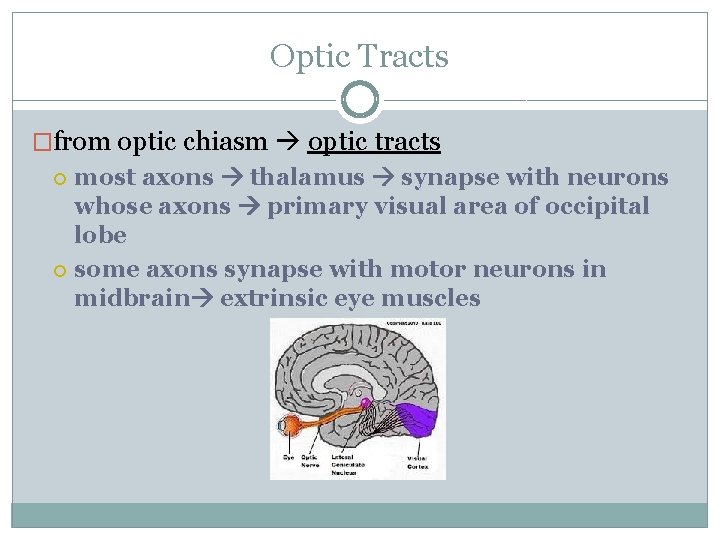 Optic Tracts �from optic chiasm optic tracts most axons thalamus synapse with neurons whose