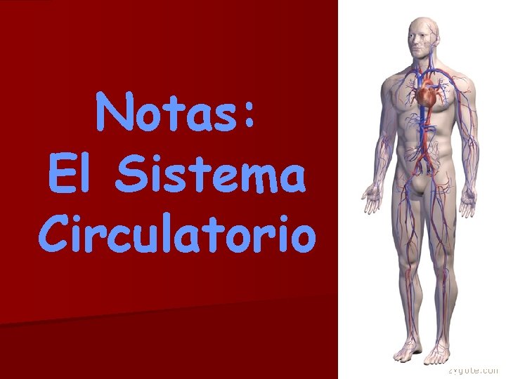 Notas: El Sistema Circulatorio 