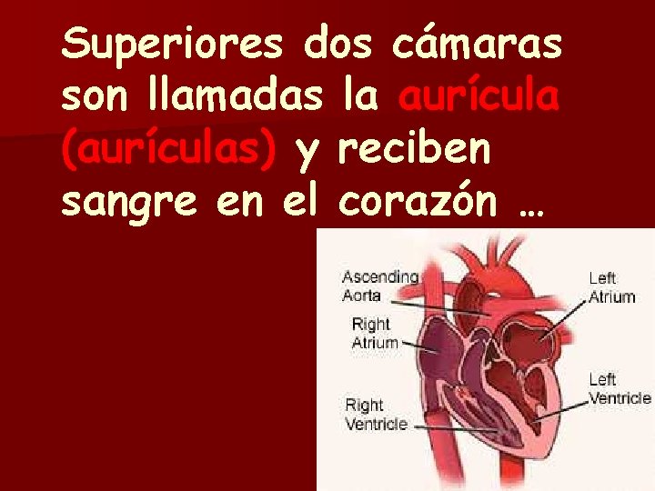 Superiores dos cámaras son llamadas la aurícula (aurículas) y reciben sangre en el corazón