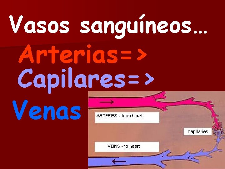 Vasos sanguíneos… Arterias=> Capilares=> Venas 