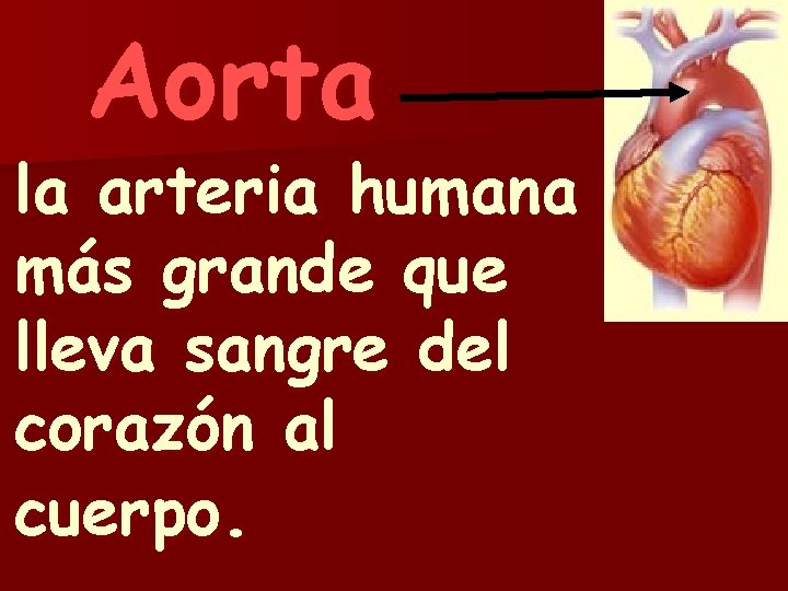 Aorta la arteria humana más grande que lleva sangre del corazón al cuerpo. 