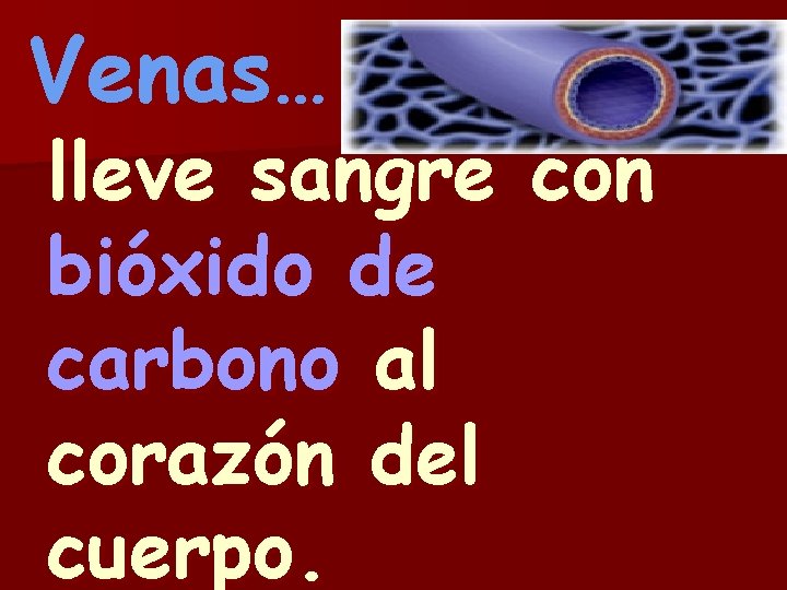 Venas… lleve sangre con bióxido de carbono al corazón del cuerpo. 