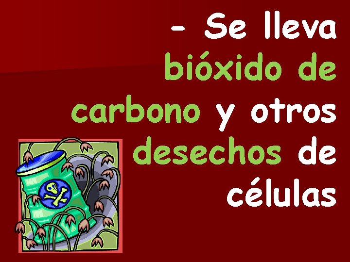 - Se lleva bióxido de carbono y otros desechos de células 