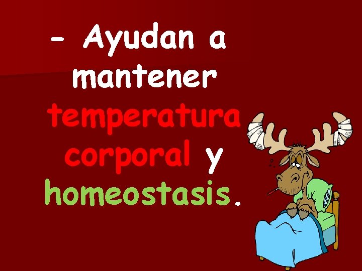 - Ayudan a mantener temperatura corporal y homeostasis. 