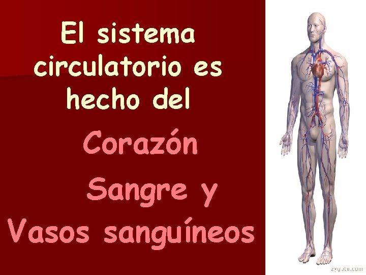 El sistema circulatorio es hecho del Corazón Sangre y Vasos sanguíneos 