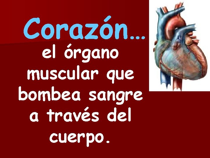 Corazón… el órgano muscular que bombea sangre a través del cuerpo. 