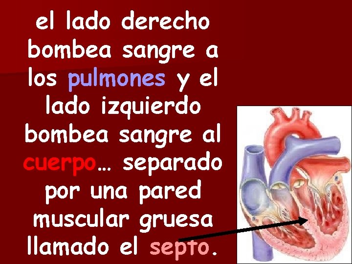 el lado derecho bombea sangre a los pulmones y el lado izquierdo bombea sangre