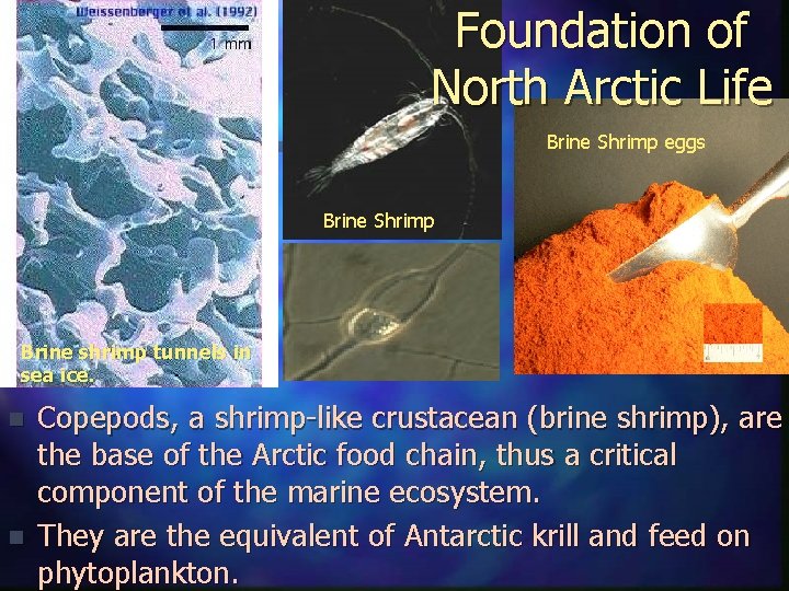 Foundation of North Arctic Life Brine Shrimp eggs Brine Shrimp Brine shrimp tunnels in