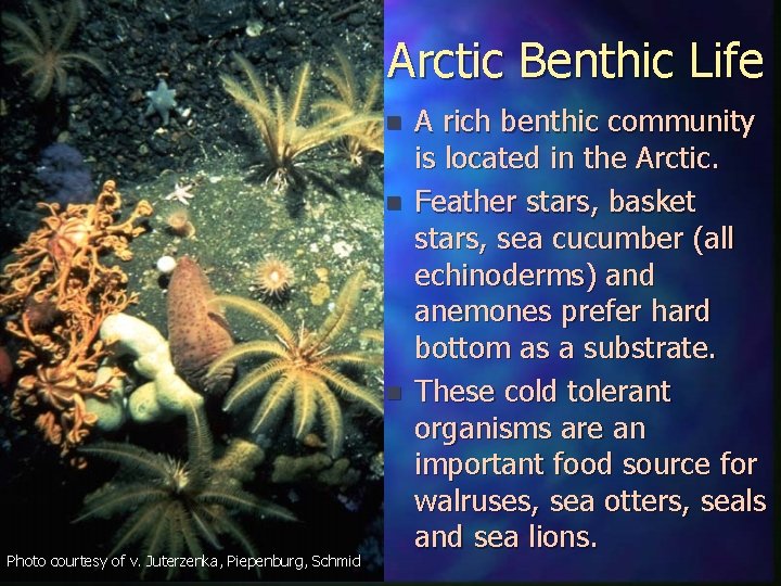 Arctic Benthic Life n n n Photo courtesy of v. Juterzenka, Piepenburg, Schmid A