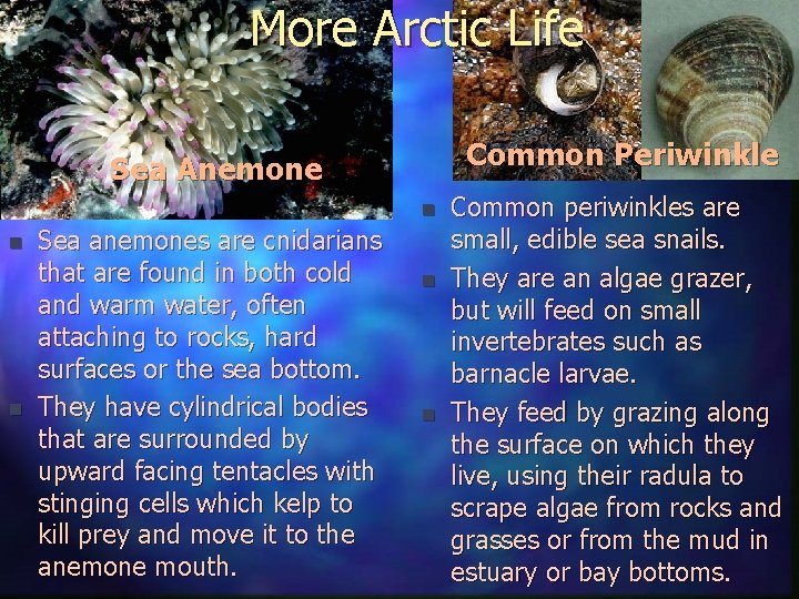 More Arctic Life Common Periwinkle Sea Anemone n n n Sea anemones are cnidarians