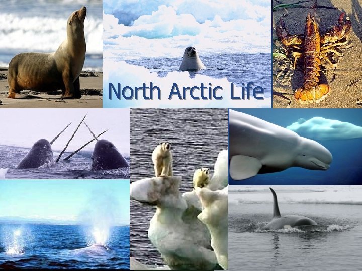 North Arctic Life 