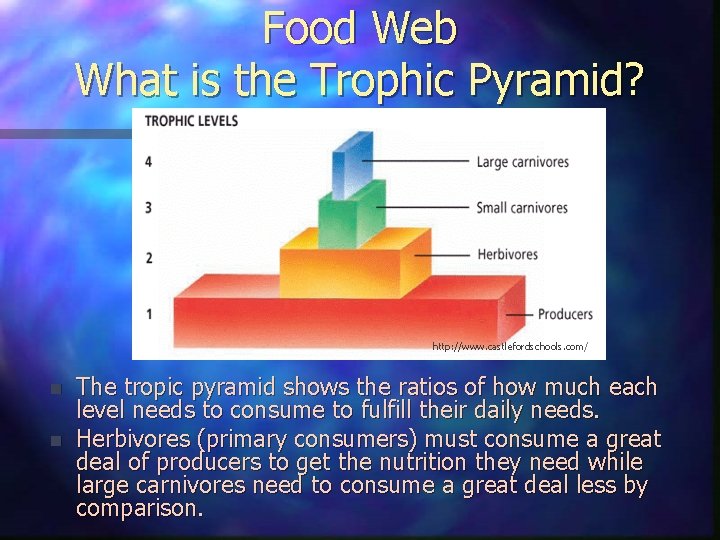 Food Web What is the Trophic Pyramid? http: //www. castlefordschools. com/ n n The