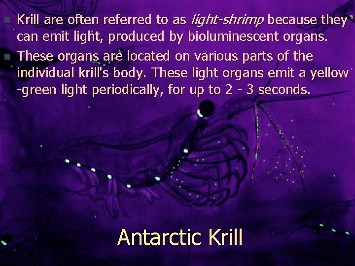 n n Krill are often referred to as light-shrimp because they can emit light,