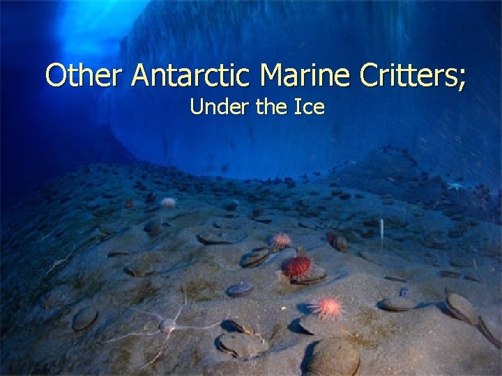 Other Antarctic Marine Critters; Under the Ice 