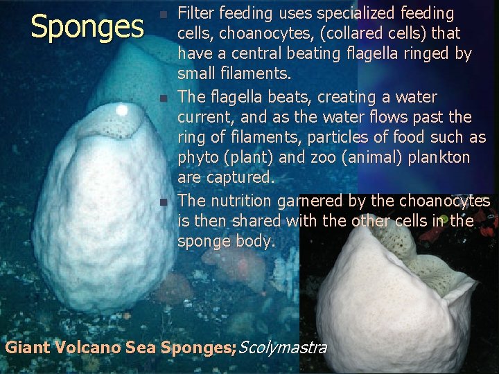 Sponges n n n Filter feeding uses specialized feeding cells, choanocytes, (collared cells) that
