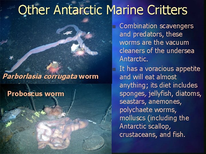 Other Antarctic Marine Critters n Parborlasia corrugata worm Proboscus worm n Combination scavengers and