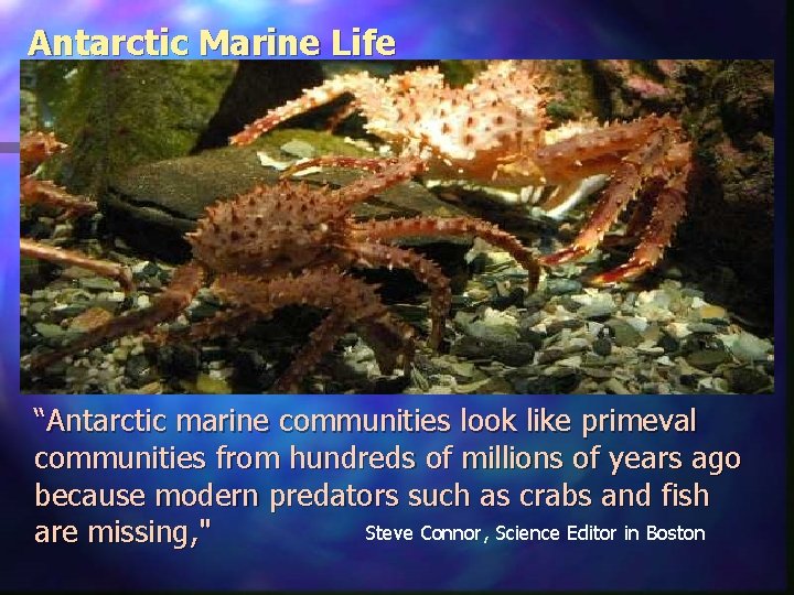 Antarctic Marine Life “Antarctic marine communities look like primeval communities from hundreds of millions