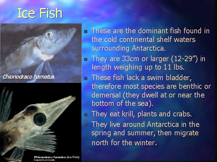 Ice Fish n n Chionodraco hamatus n n n These are the dominant fish