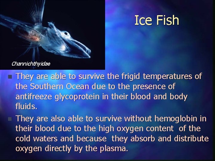 Ice Fish Channichthyidae n n They are able to survive the frigid temperatures of