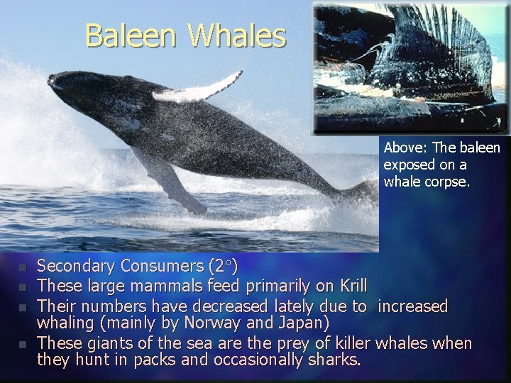 Baleen Whales Above: The baleen exposed on a whale corpse. n n Secondary Consumers