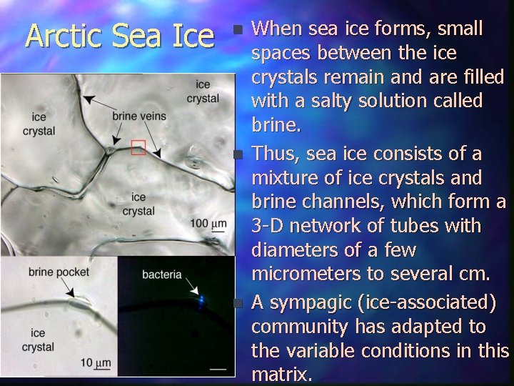 Arctic Sea Ice n n n When sea ice forms, small spaces between the