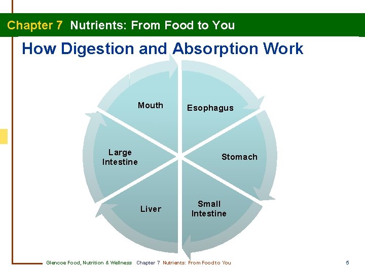 Chapter 7 Nutrients: From Food to You How Digestion and Absorption Work Mouth Large