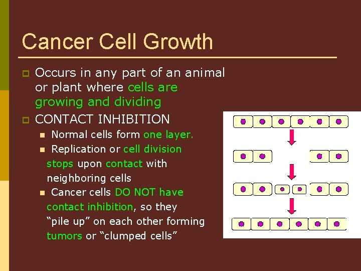 Cancer Cell Growth p p Occurs in any part of an animal or plant