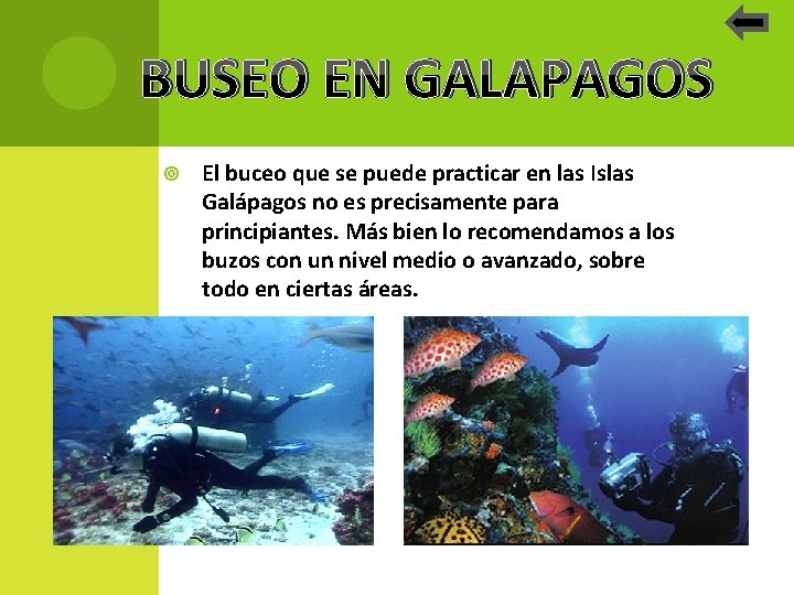 BUSEO EN GALAPAGOS El buceo que se puede practicar en las Islas Galápagos no