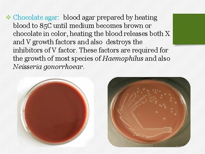 v Chocolate agar: blood agar prepared by heating blood to 85 C until medium