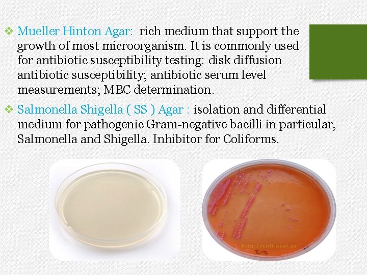 v Mueller Hinton Agar: rich medium that support the growth of most microorganism. It