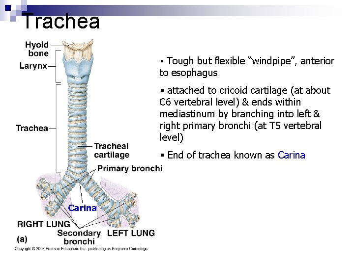 Trachea § Tough but flexible “windpipe”, anterior to esophagus § attached to cricoid cartilage