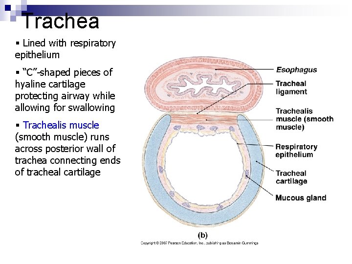 Trachea § Lined with respiratory epithelium § “C”-shaped pieces of hyaline cartilage protecting airway