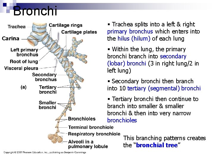 Bronchi Carina § Trachea splits into a left & right primary bronchus which enters