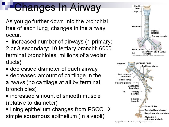 Changes In Airway As you go further down into the bronchial tree of each