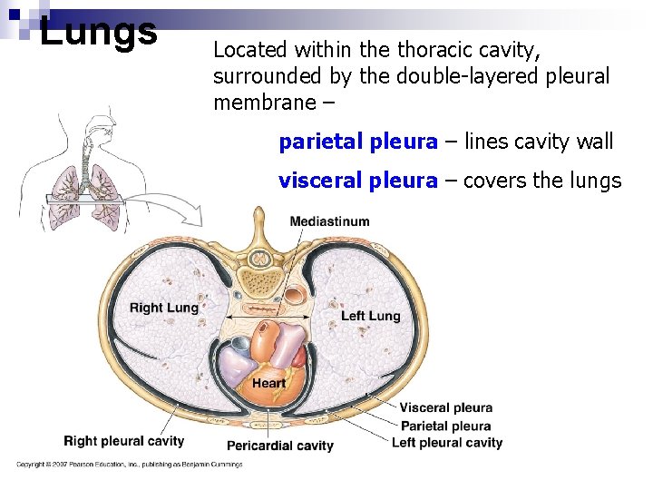Lungs Located within the thoracic cavity, surrounded by the double-layered pleural membrane – parietal