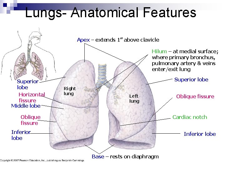 Lungs- Anatomical Features Apex – extends 1” above clavicle Hilum – at medial surface;