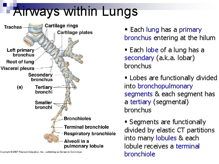 Airways within Lungs § Each lung has a primary bronchus entering at the hilum