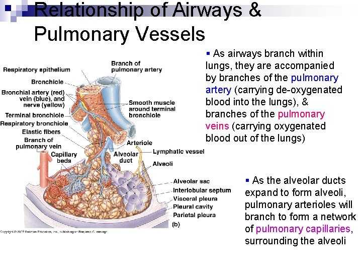 Relationship of Airways & Pulmonary Vessels § As airways branch within lungs, they are