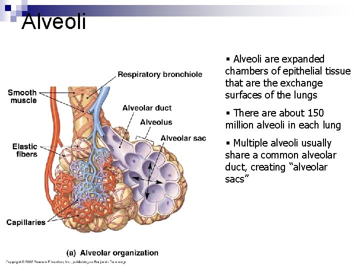 Alveoli § Alveoli are expanded chambers of epithelial tissue that are the exchange surfaces