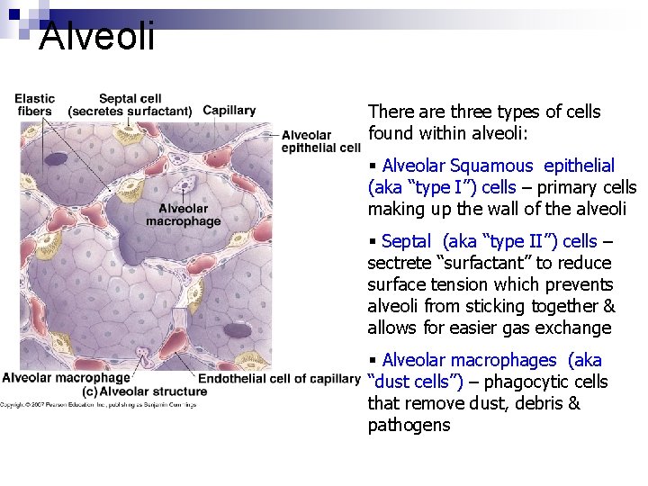 Alveoli There are three types of cells found within alveoli: § Alveolar Squamous epithelial