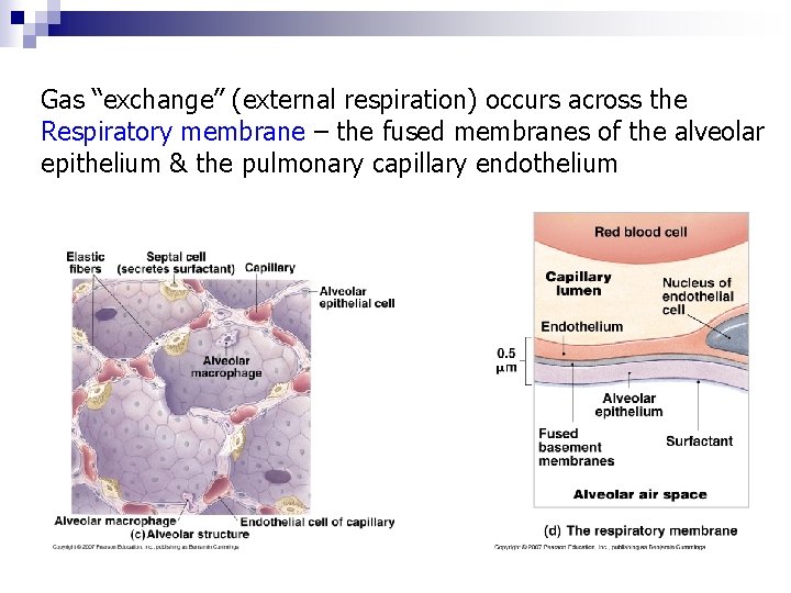 Gas “exchange” (external respiration) occurs across the Respiratory membrane – the fused membranes of