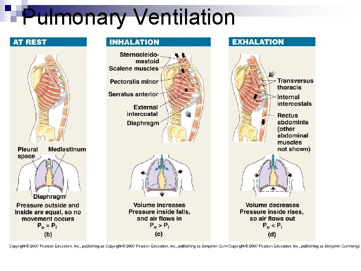 Pulmonary Ventilation 